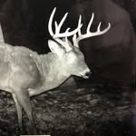 Lance Armstrong - @northeast_hunter - Instagram