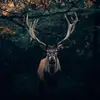 Lance Babcock - @huntercotw77 - TikTok