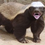 lancethehunnybadger - @lancethehunnybadger - Instagram