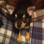 Lance Baldwin - @greenwolf700 - Instagram