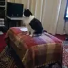 Barry_Lance53 - @barry_lance53 - TikTok