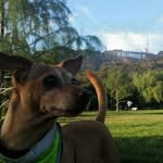 Lance Cervantes - @jackthewonderpup - Instagram