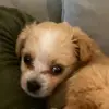 Lance Day - @nala_the_pupper - TikTok