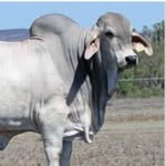 Lancefield Brahmans - @lancefieldbrahmans - Instagram