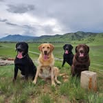 Lance Fitzgerald - @thegrillmaster27 - Instagram