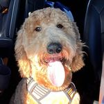 Lance Fitzgerald III - @lance_the_goldendoodle_ - Instagram