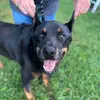Rescue Life 4 LCAS - @lanicegoodin - TikTok