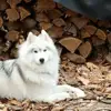 Lance Goodthrust - @lance.goodthrust8 - TikTok