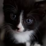 Lance The Hashtag Skatecat - @lancethehashtagskatecat - Instagram
