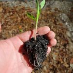 Lance Hawk - @hawklakefarms - Instagram