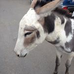 Lance Kugler - @cyclegadget - Instagram