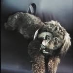 LANCE KYLE 🐶 - @lance_kyle_the_dog - Instagram