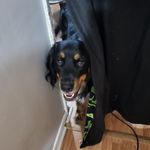 Lance Loomis - @pupperlance - Instagram