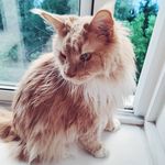 I'm Lancelot. Mainecoon cat. - @lancemainecoon - Instagram