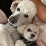 ☆bear & lance ☆ - @bear.and.lance.marks - Instagram