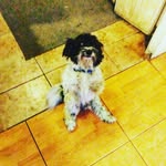 lance mcleod - @obsessed_with_puppy - Instagram