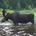 Lance Meyer - @onetallmoose - Instagram
