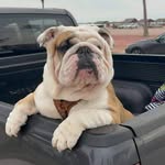 Lance Morey - @bulldogzzrule - Instagram