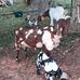 Lance Mosley - Facebook