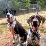 🐕 🐕 〰️ 🏃‍♀️ Shelley & Lance | North Carolina Urban Mushing - @shelleytheokdane - Instagram