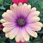 Lance - Flower Photos from North West London - @ha8_flowers - Instagram