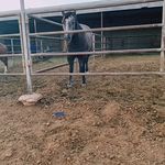 Lance - @lanceoneal13 - Instagram