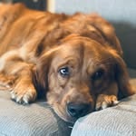 Lance Parrish - @lance_parrish - Instagram
