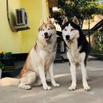Ahanthem Lancer & Leader - @lancer_and_leader_the_huskies - Instagram