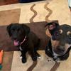 lancer and bella🐾🐾 - @lancerandbella - TikTok