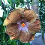 Lance Richards - @lance2greenthumbs - Instagram