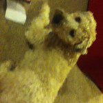 Lance Teague - @laddieismydog - Instagram