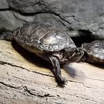 Lance Waldon - @knighthawk200 - Instagram