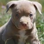Lance Walters - @pitbullpittsburgh - Instagram