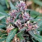 Lance Walters - @g3ntlemansyko2112 - Instagram