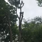 Lance Weaver - @weaverbirdtreeworks - Instagram