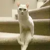 Landon Boone - @landon.boone0 - TikTok