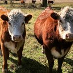 Landon & Ginny Doyle - @our_hereford_ranch - Instagram
