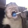 landonrobinson2837 - @landon.robinson172 - TikTok