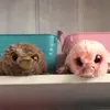 landon.rowell - @bob.thim - TikTok