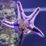landon shepard - @starfishfromseaworld - Instagram