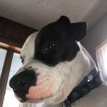 Landon Snell - @landon.snell.58 - Instagram