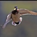 Landon Stapleton - @duck_hunter_21 - Instagram