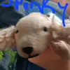 landonvasquez66 - @landonvasquez66 - TikTok