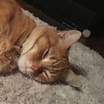 Landon Watson - @landon_watson218 - Instagram