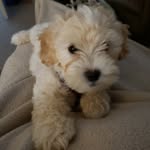 Teri Landry-Wright - @ladywillowflufferton - Instagram