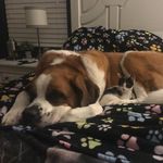Shady Lane & Abrams - @shadylaneandabrams - Instagram