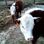 Lane Baker - @future_american_farmer - Instagram
