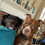 Lane & Mozzie Hardy - @lane_and_mozzie - Instagram