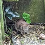 Heidi Cooper - @lanehead.farm - Instagram