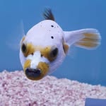 Lane Head Aquatics - @laneheadaquaticsofficial - Instagram